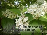 CATALPA bignonioides 'Aurea' 