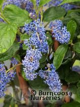 CEANOTHUS arboreus 'Trewithen Blue' CEANOTHUS arboreus 'Trewithen Blue'