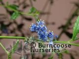 CEANOTHUS 'Cascade'  