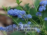 CEANOTHUS dentatus  