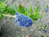 CEANOTHUS 'Italian Skies'  