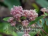 CEANOTHUS 'Marie Simon'  