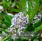 CEANOTHUS thyrsiflorus var repens CEANOTHUS thyrsiflorus var repens