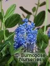 CEANOTHUS thyrsiflorus 'Skylark' CEANOTHUS thyrsiflorus 'Skylark'