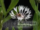 CENTAUREA montana 'Alba' CENTAUREA montana 'Alba'