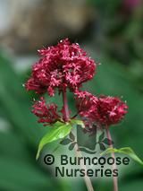 CENTRANTHUS   