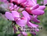CERCIS siliquastrum  