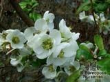 CHAENOMELES x superba 'Jet Trail' CHAENOMELES x superba 'Jet Trail'