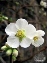 CHAENOMELES speciosa 'Nivalis' 
