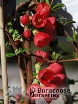 CHAENOMELES speciosa 'Rubra' 