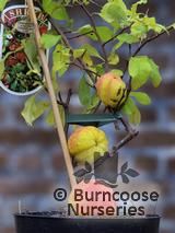 CHAENOMELES x superba 'Crimson and Gold' CHAENOMELES x superba 'Crimson and Gold'