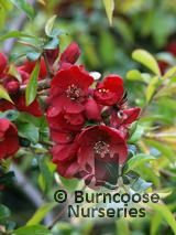 CHAENOMELES x superba 'Nicoline' CHAENOMELES x superba 'Nicoline'