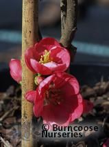 CHAENOMELES x superba 'Pink Lady' CHAENOMELES x superba 'Pink Lady'