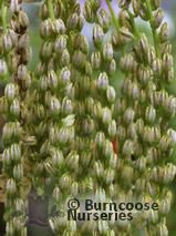CHIASTOPHYLLUM oppositifolium  