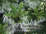 CHIONANTHUS   