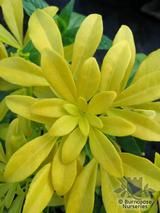 CHOISYA ternata 'Sundance' 