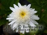 CHRYSANTHEMUM maximum 'Wirral Supreme' CHRYSANTHEMUM maximum 'Wirral Supreme'