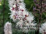 CIMICIFUGA simplex 'Brunette' 