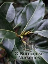 CINNAMOMUM CINNAMOMUM