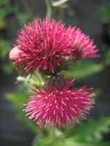 CIRSIUM rivulare 'Atropurpureum'  