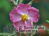 CISTUS x argenteus 'Silver Pink' CISTUS x argenteus 'Silver Pink'