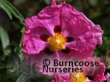 CISTUS x purpureus  