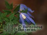 CLEMATIS alpina 'Blue Dancer' 