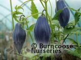 CLEMATIS alpina 'Frances Rivis' 