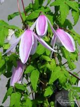 CLEMATIS alpina 'Jacequline du Pre' CLEMATIS alpina 'Jacequline du Pre'