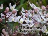 CLEMATIS armandii 'Apple Blossom' CLEMATIS armandii 'Apple Blossom'