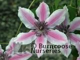 CLEMATIS 'Carnaby' CLEMATIS 'Carnaby'