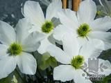 CLEMATIS 'Early Sensation' CLEMATIS 'Early Sensation'