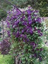 CLEMATIS 'Jackmanii Superba' CLEMATIS 'Jackmanii Superba'