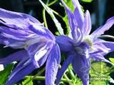CLEMATIS macropetala 'Maidwell Hall' CLEMATIS macropetala 'Maidwell Hall'