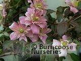 CLEMATIS CLEMATIS