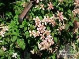 CLEMATIS montana 'Marjorie' 
