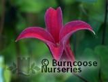 CLEMATIS texensis 'Princess Diana' 
