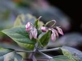 CLERODENDRUM CLERODENDRUM