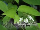CLERODENDRUM trichotomum var fargesii CLERODENDRUM trichotomum var fargesii