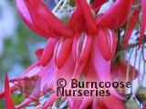 CLIANTHUS puniceus 'Flamingo' 