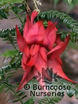 CLIANTHUS puniceus 'Kaka King' CLIANTHUS puniceus 'Kaka King'