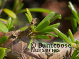 COPROSMA brunnea 'Hawera' COPROSMA brunnea 'Hawera'