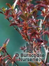 COPROSMA   