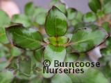 COPROSMA 'Karo Red'  