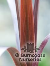 CORDYLINE   