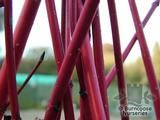 CORNUS alba 'Sibirica' 