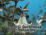 CORREA backhouseana CORREA backhouseana