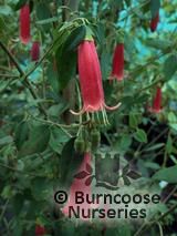 CORREA harrisii CORREA harrisii