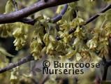 CORYLOPSIS spicata CORYLOPSIS spicata