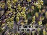CORYLOPSIS willmottiae CORYLOPSIS willmottiae